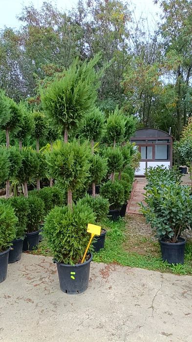 Pom pon ,spirale,etajate cu 3 bile