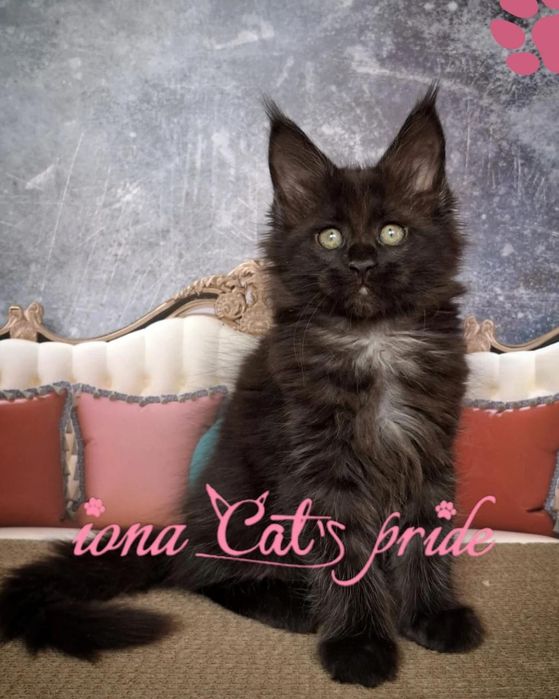 Котята мейнкун черный дым