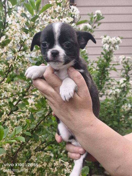 Продам щенка чихуахуа