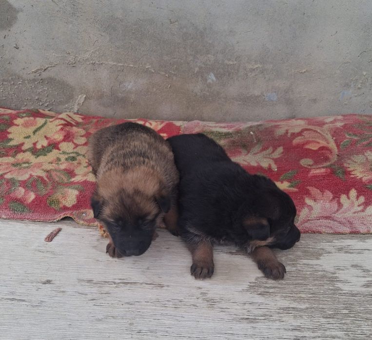 продам Немецких овчарок