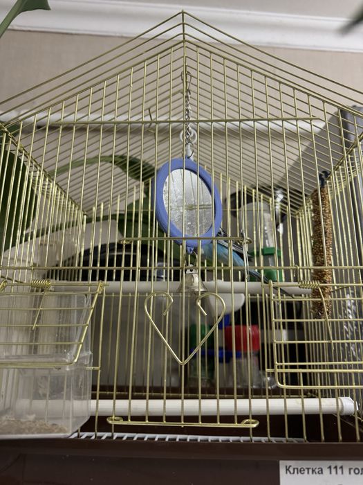 продам попугая голубого окраса