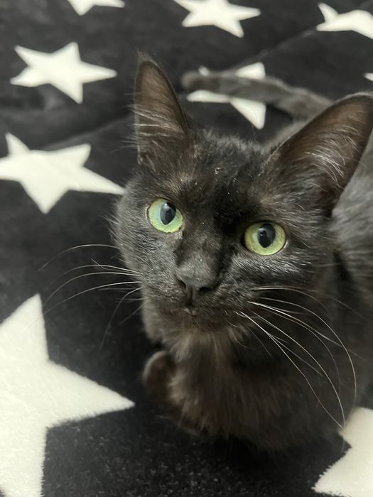 отдаю кошечку в добрые руки