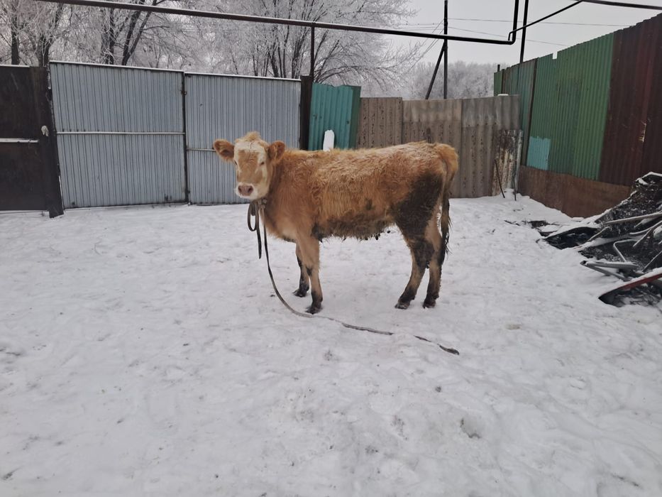 Узынагашта 11айлык тана