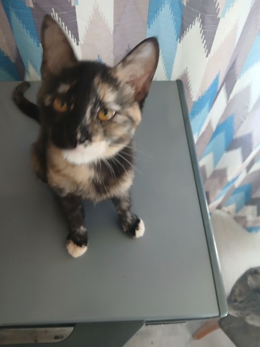 Котенок в добрые руки