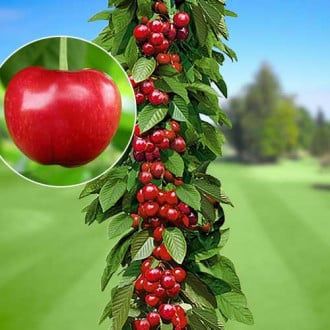 Pomi Fructiferi Columnari (Cireș)