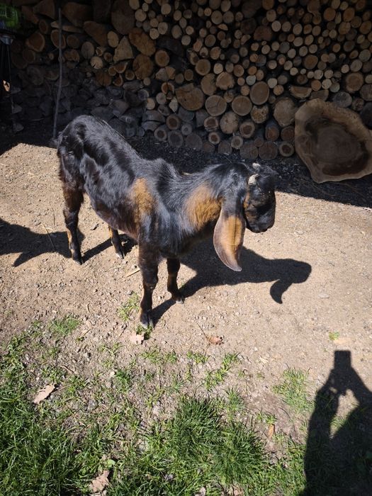 Vând țap angelo nubian