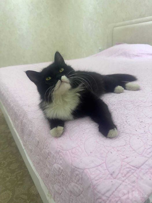кот отдам даром в хорошие руки