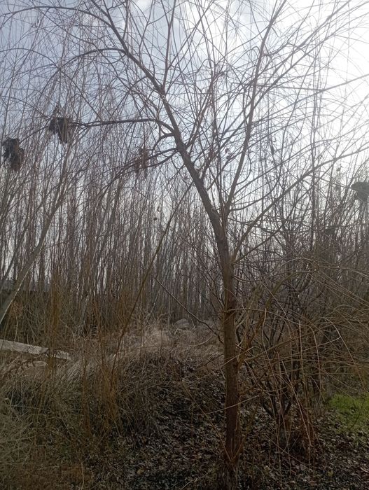 Majnuntol. Koʻchat kerek odam bosa bervrman