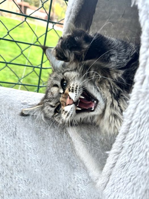 Мейн Куун- котка
