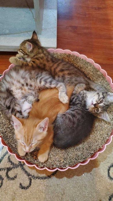 Котята ищут семьи!