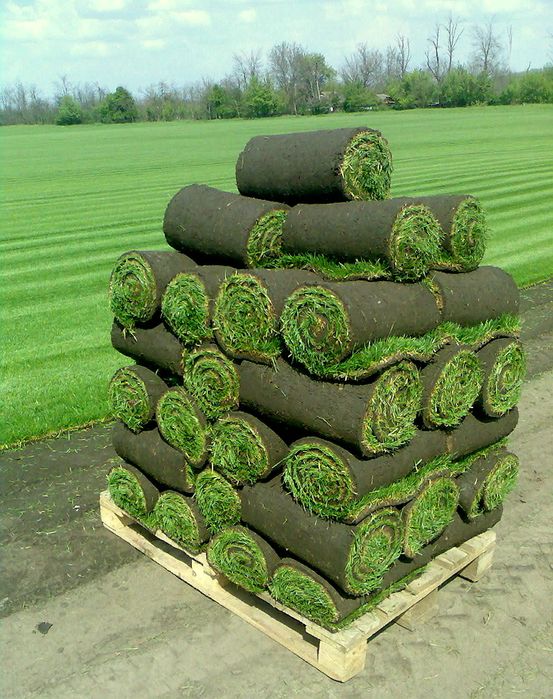 Tayyor gazon sotamiz o’rnatibxam beramiz | газон екиш