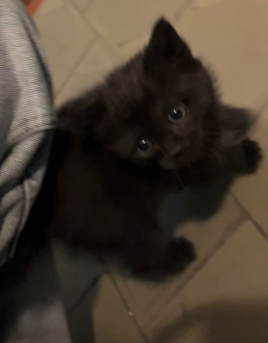 Котенок ищет дом