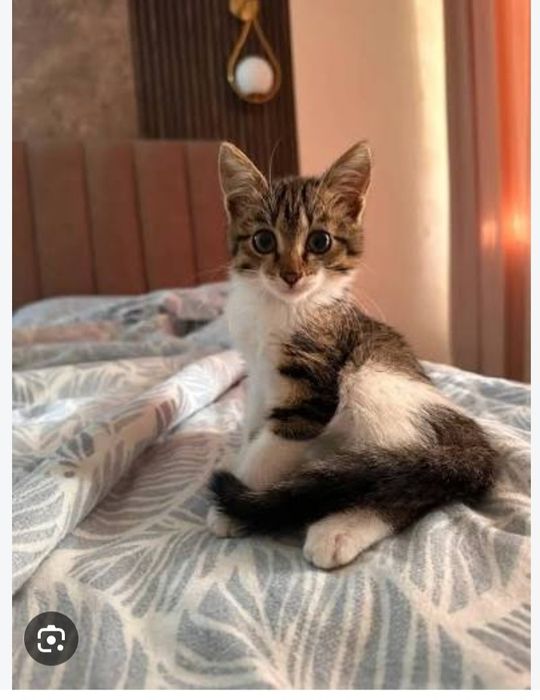 Передержка кошек