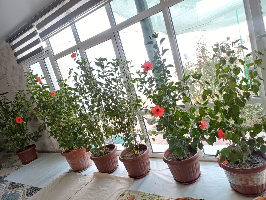 Xiva Qosmoda GULLAR sotilmoqda