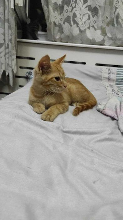 Котёнок почти 3 месяца