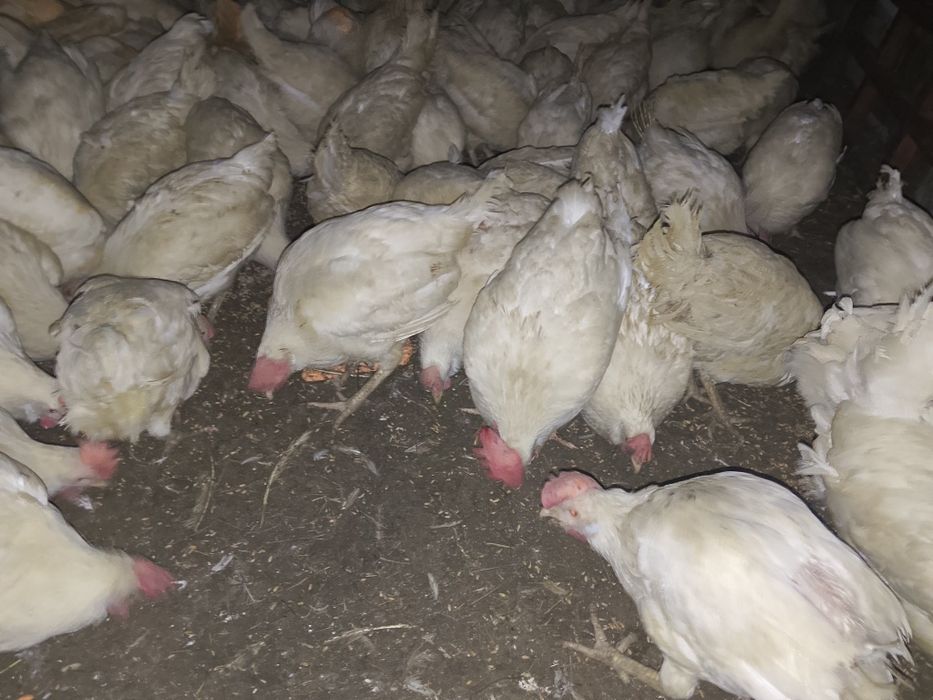 Тауық 500 теңге...