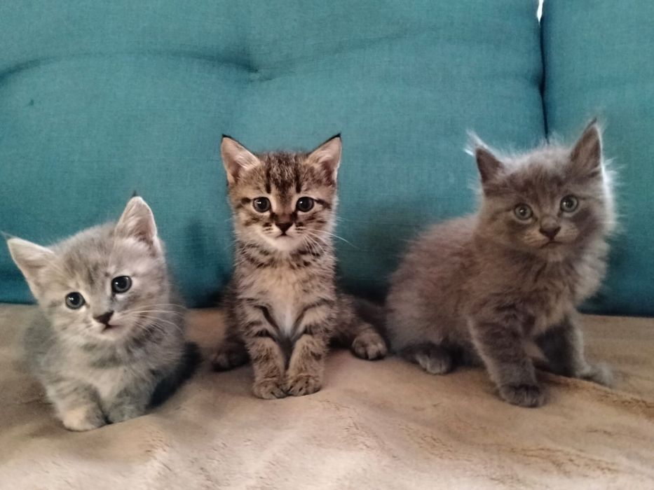 Срочно отдам котят в добрые руки