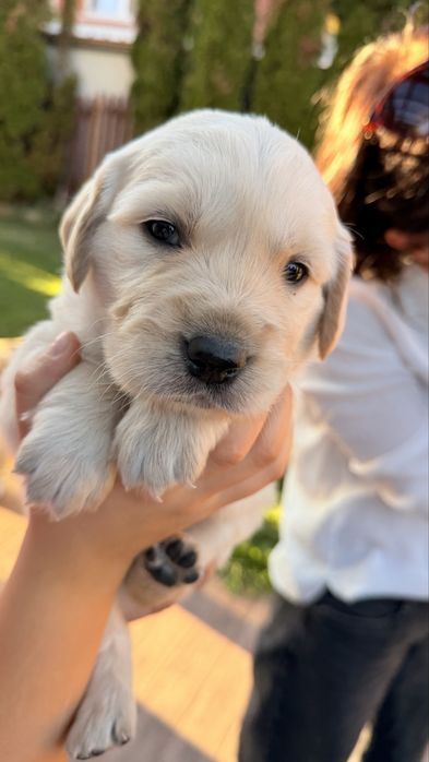 Pui Golden Retriever