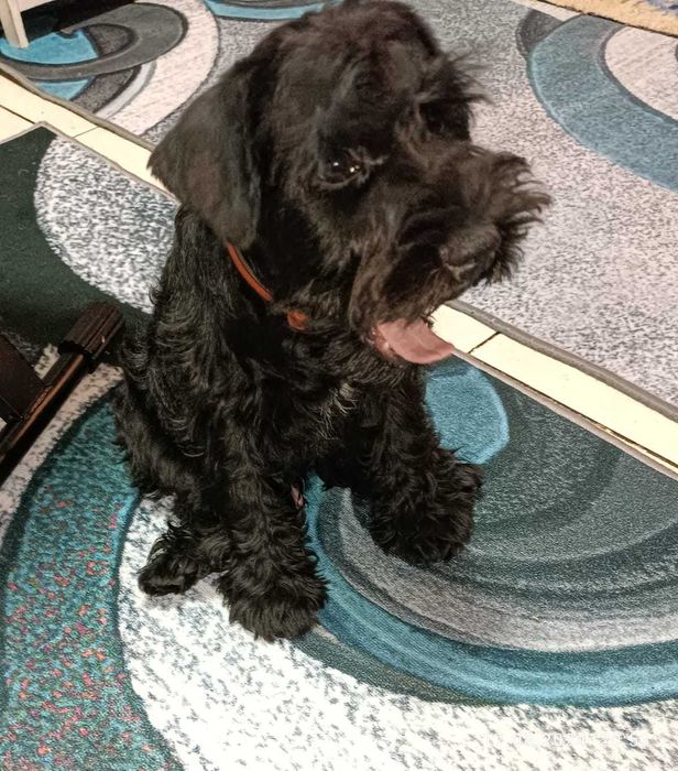 Продаются щенки цвергшнауцера