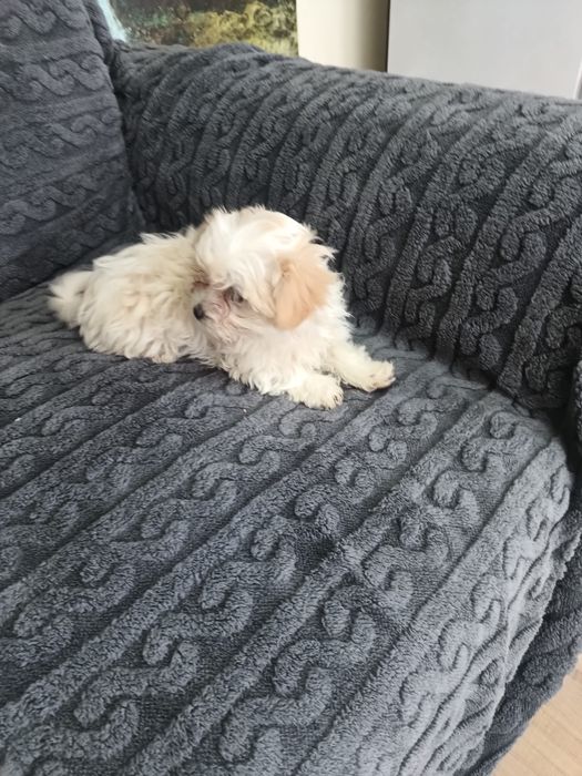 Bichon de vanzare