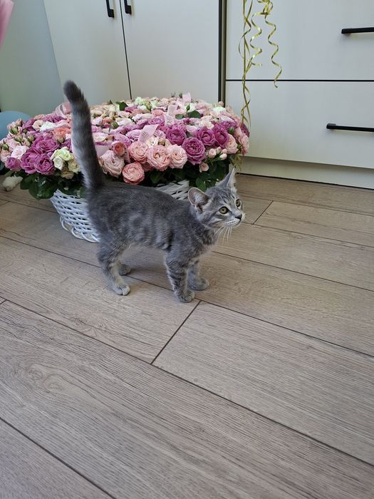 Котенок мальчик привитый