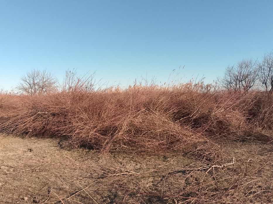 Tayyor oʻtin sotiladi