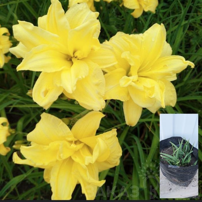 Продам растения для сада