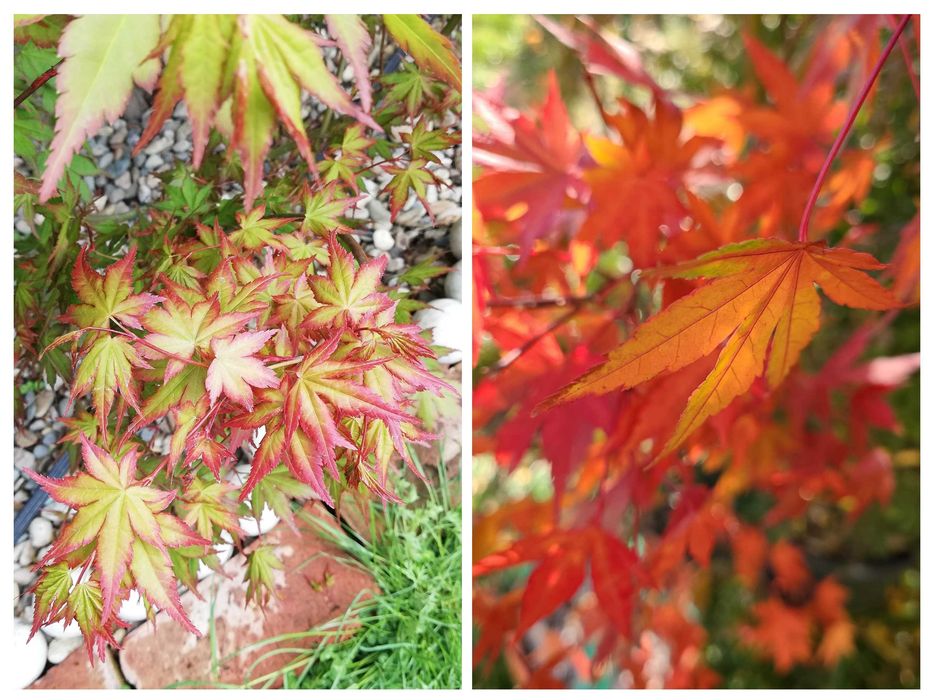 Artar Japonez (Acer Palmatum) la ghiveci, 100-200cm