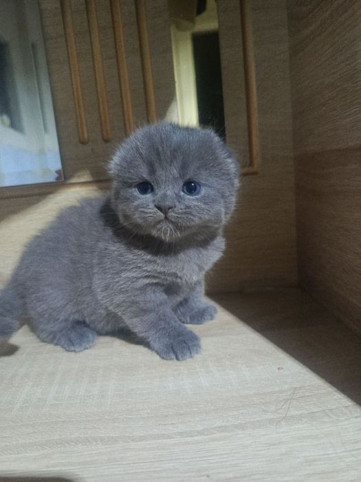 Фолд мушукчалар сотилади