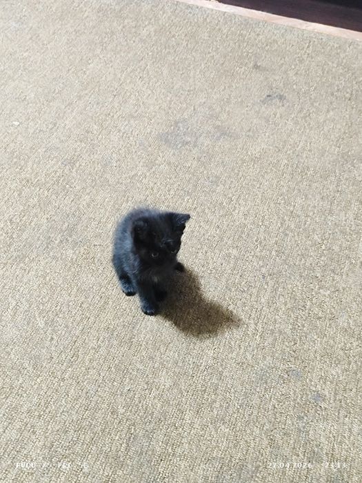 Одам котят 2 мальчика и одна девочка