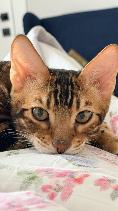 Кот Бенгал 6 месяцев