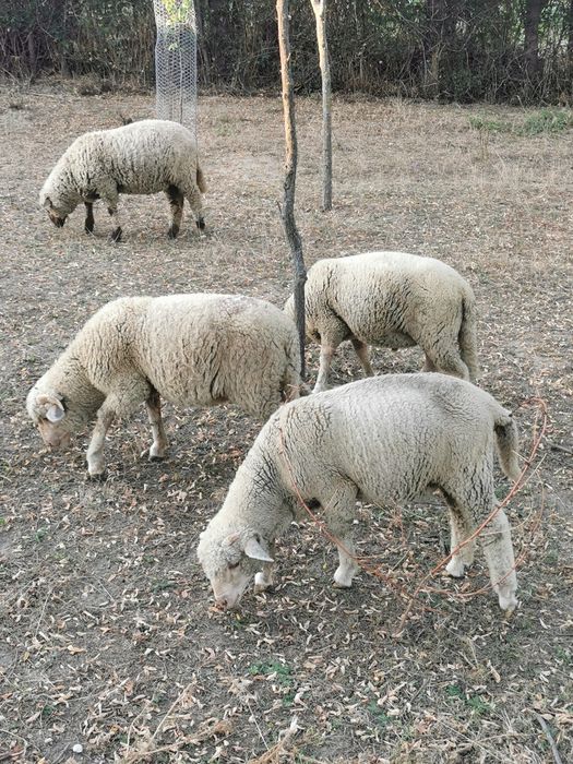 Berbecuț de vânzare