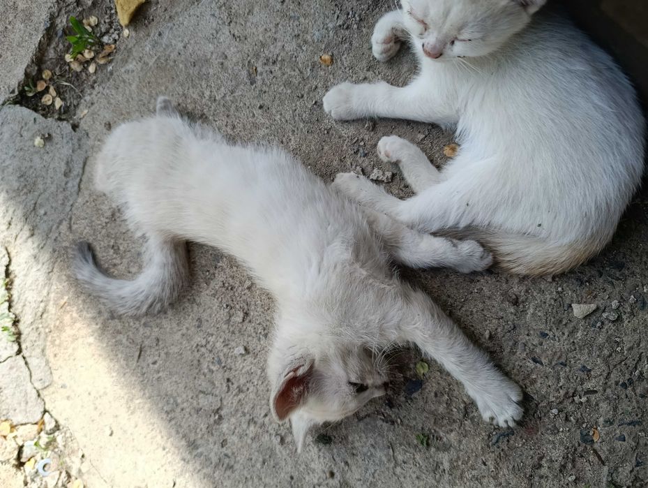 Котята даром 8 штук все мальчики