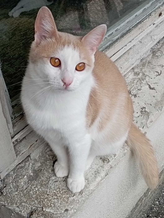 Принц на 1г. 3мес.