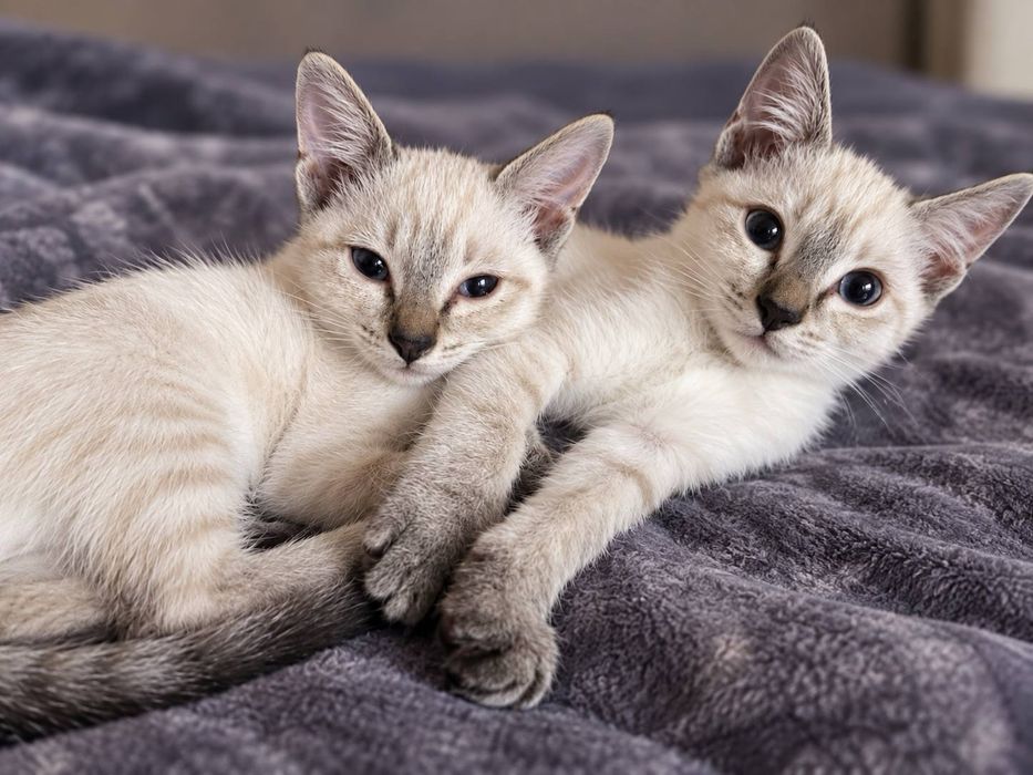 Отдам котят в добрые руки