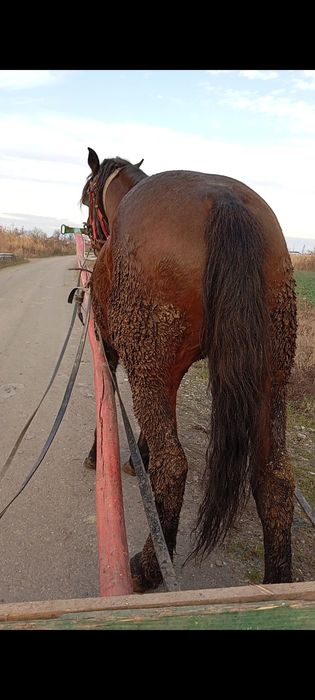 De vânzare cal castrat