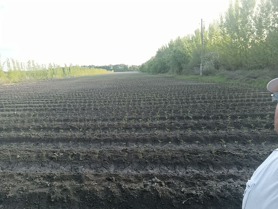 Помидор кучатлари