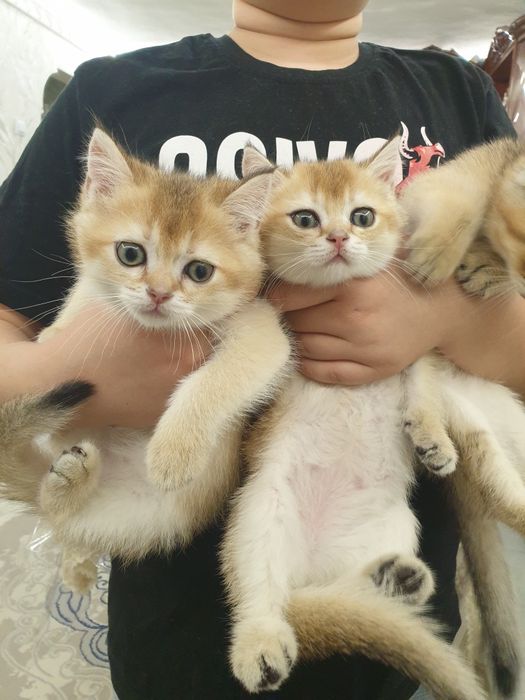 Чистакровная шиншилла  мушукчалар  обученые к лотку кушають супер