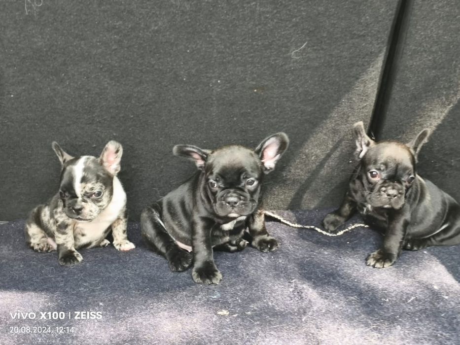 Продам щенков французского бульдога, редкого окраса, голубого и мерле