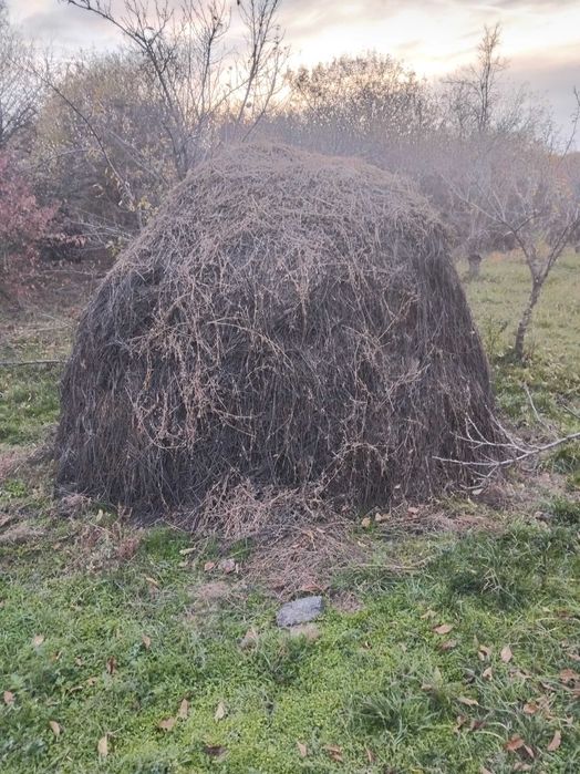 Vând plastă lucernă