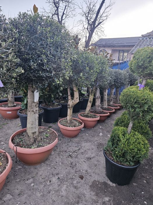 Maslin yuca rostrata photinia ponpon