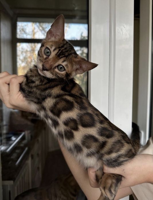Котенок бенгал порода