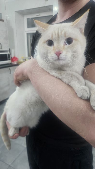 Пристраиваеться в хорошие руки