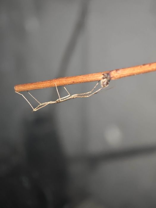 Stick insects - Walking sticks