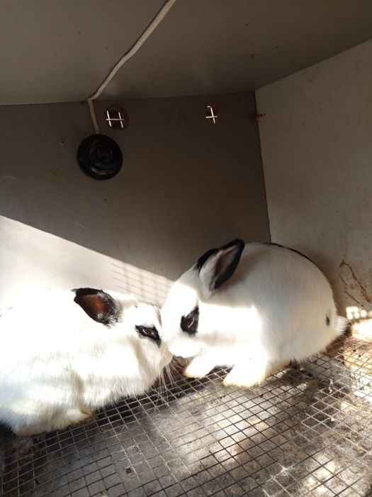 Продам срочно кроликов