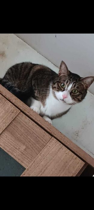Adoptie motani tineri