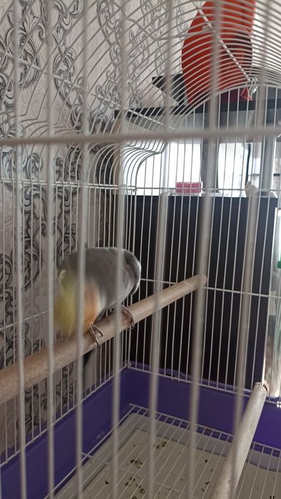 Продам попугая Корела ( мальчик)