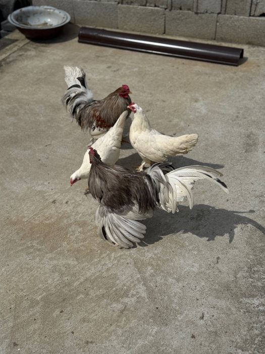 2 cocoșii și 2 puicuțe rasă pitică