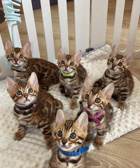 Продажа Бенгальских Котят!
