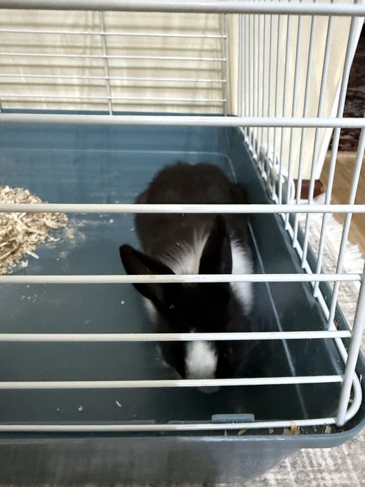 Продам декоративного кролика